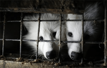 Польше запретят зверофермы