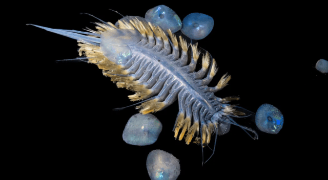 фото глубоководных животных