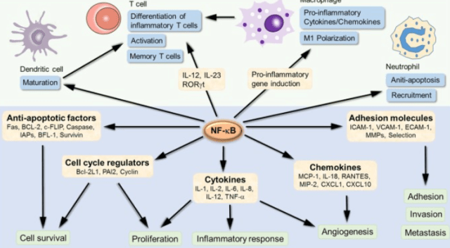  NF-κB