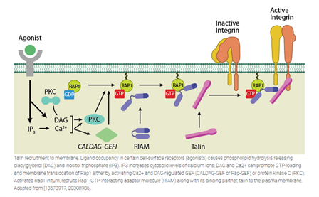 что такое талин