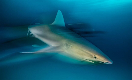 красивое фото акулы