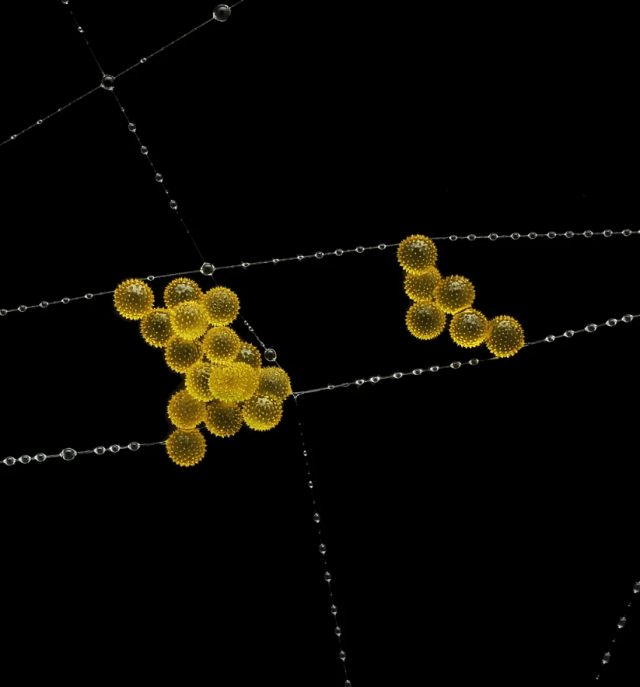 конкурс микрофоток