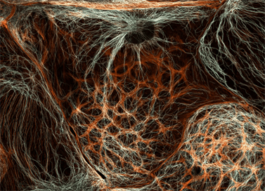 клетки печени мыши