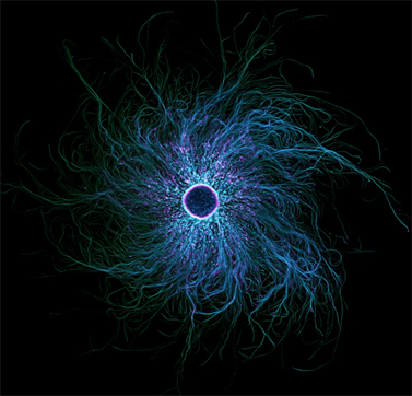 фото нейронов микроскоп