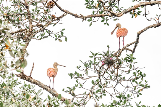 фото птиц в бразилии